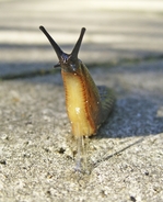 Teen ate slug after being dared to by a friend and the outcome was devastating