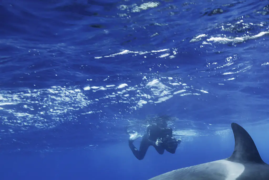 Haunting video shows final moment before orca found with dead SeaWorld trainer in its mouth