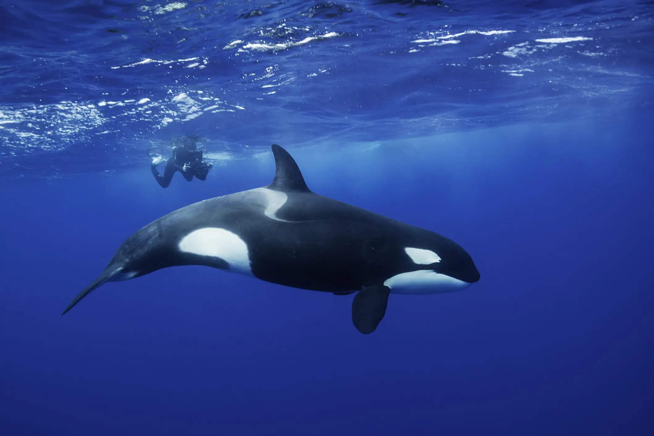 Haunting video shows final moment before orca found with dead SeaWorld trainer in its mouth