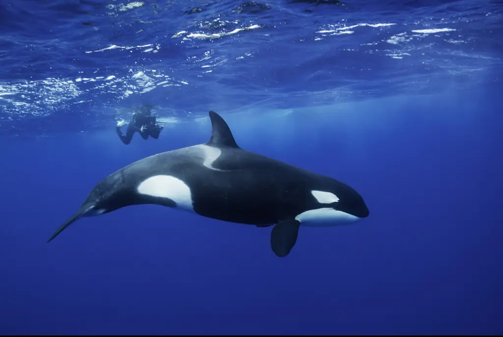 Haunting video shows final moment before orca found with dead SeaWorld trainer in its mouth