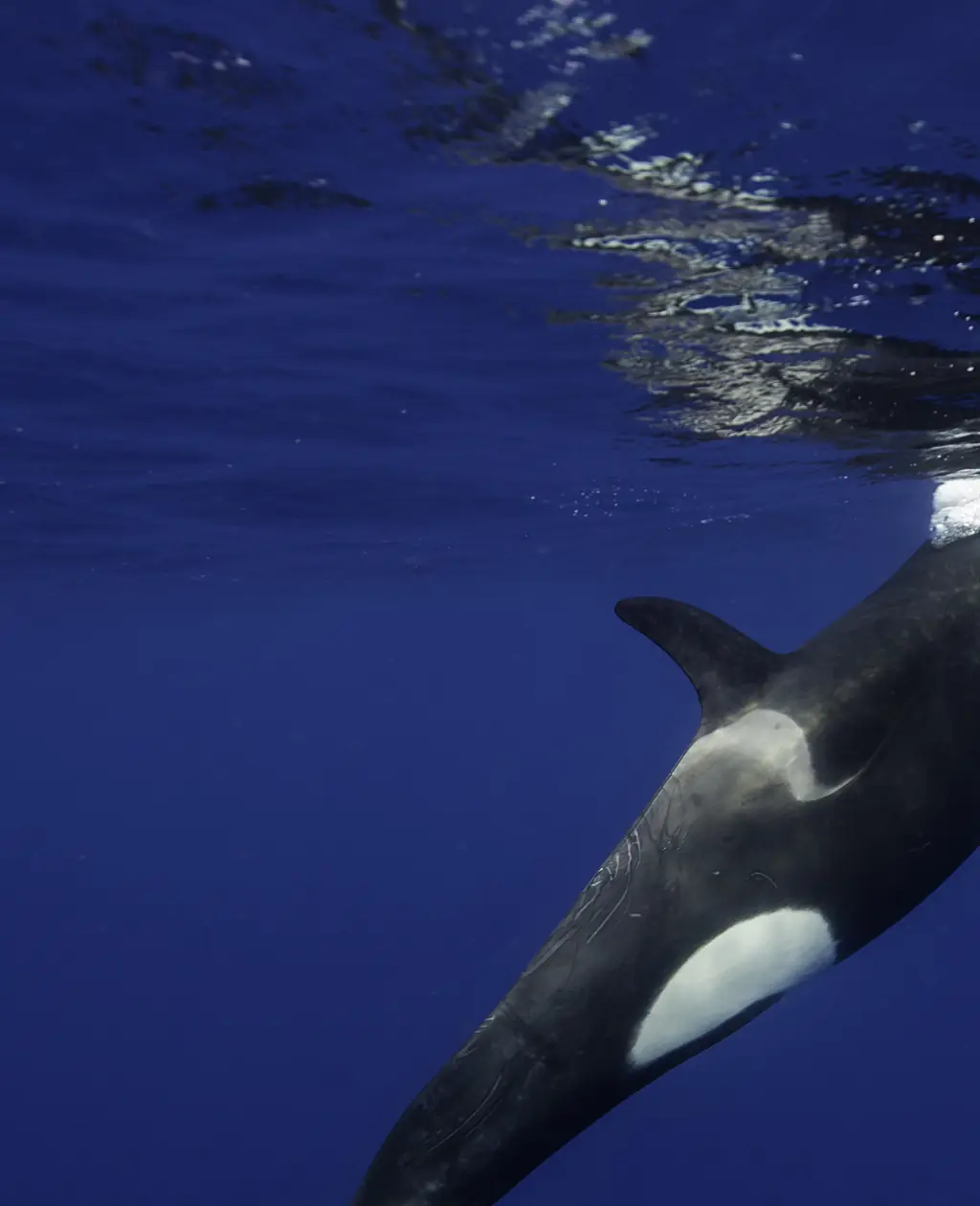 Credit: By wildestanimal / Getty