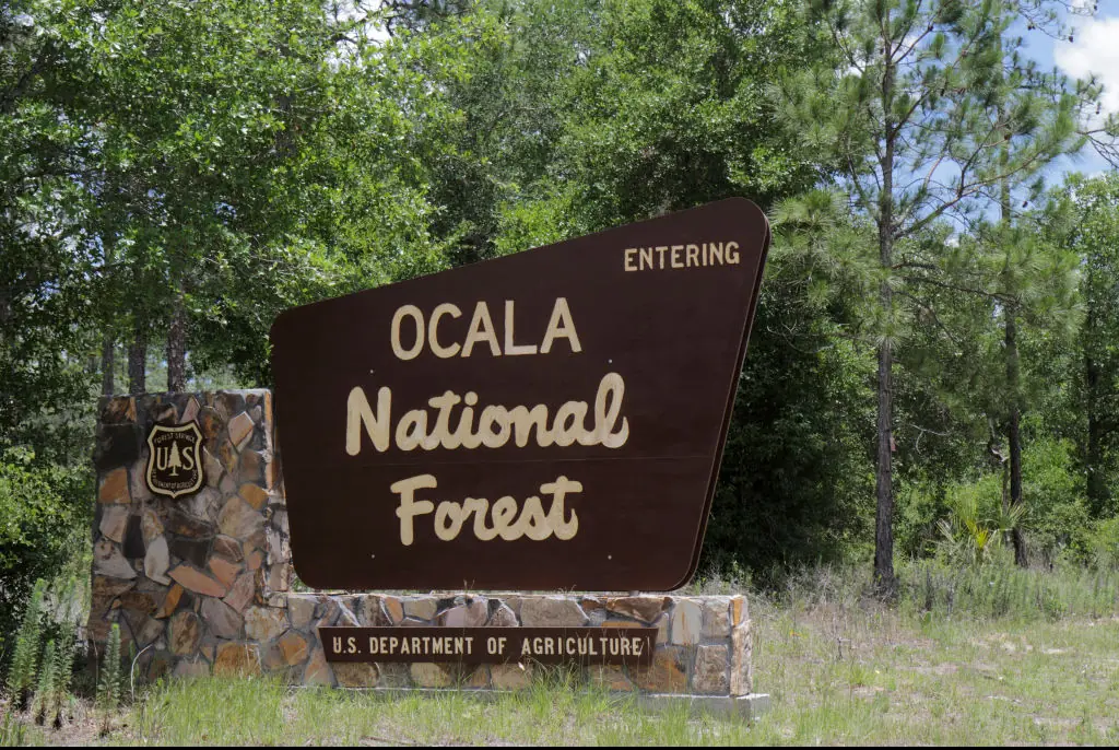 John's tragic murder took place in Ocala National Forest, Florida. Credit: Jeff Greenberg/Getty