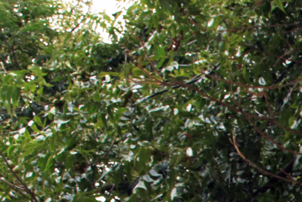 Terrifying moment giraffe drags 2-year-old out of car at Texas safari park