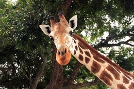 Terrifying moment giraffe drags 2-year-old out of car at Texas safari park