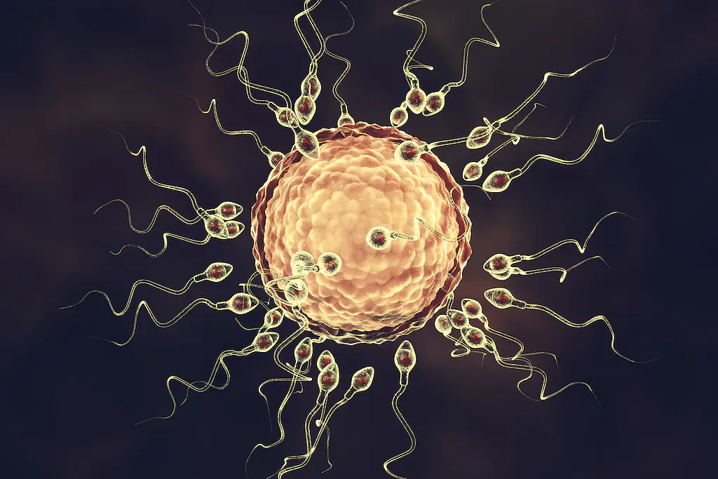 Sperm were found to degrade significantly with age. Credit: 	KATERYNA KON/SCIENCE PHOTO LIBRARY/Getty Images