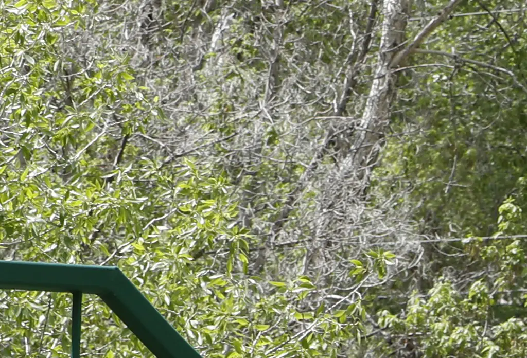 The Boy Scouts of America.