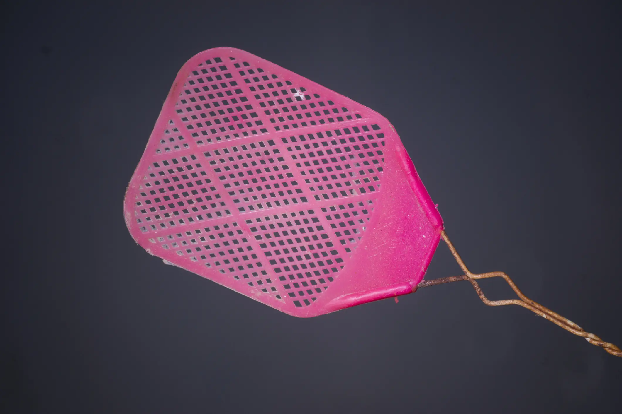 Remember to grab you fly swatter the next time you see a fly near your food. Credit: Kypros / Getty