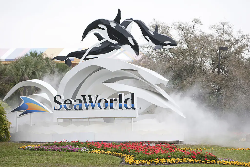 A SeaWorld Orca pooped in water before splashing the crowd. Credit: Matt Stroshane / Getty
