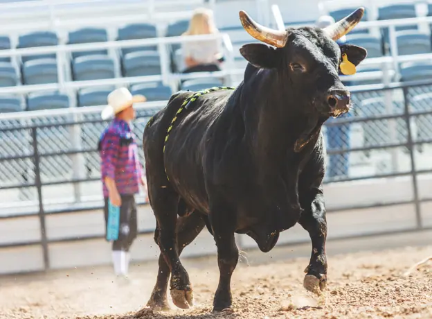 Bull riding prodigy, 24, trampled to death during Texas rodeo