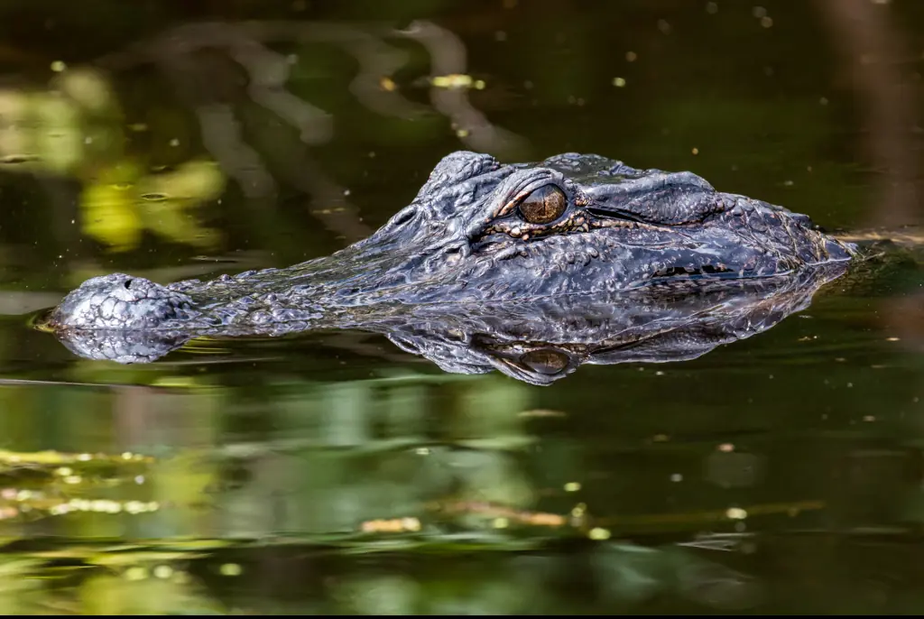 Alligator Missing It’s Entire Top Jaw  Leaves Social Media Users In Awe:  ‘How Does It Even Eat?’