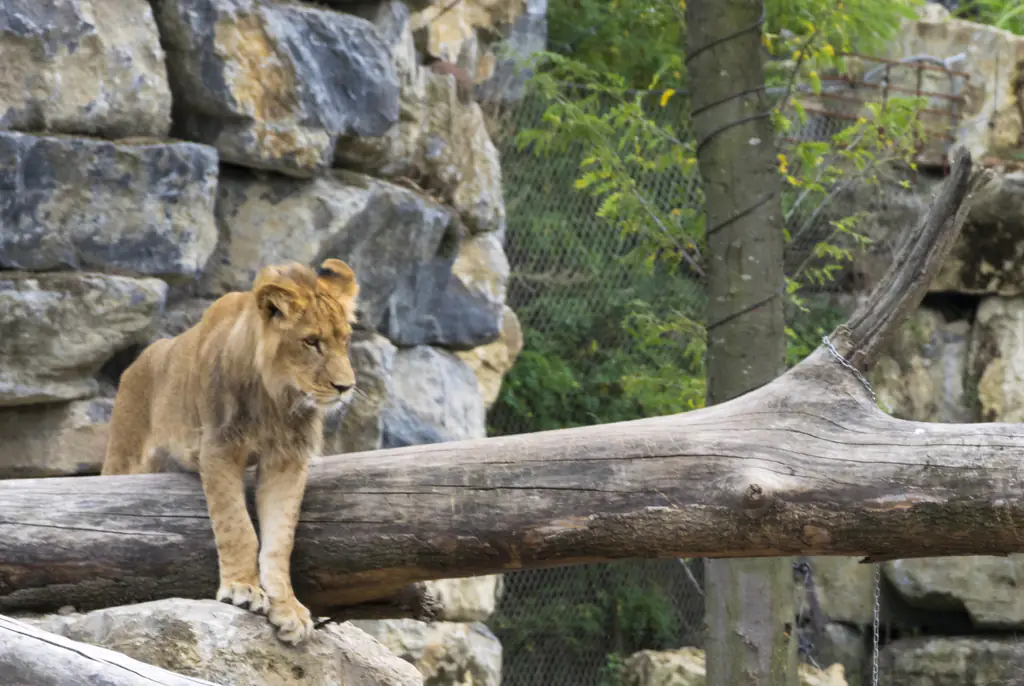 The zoo said the lion involved would 