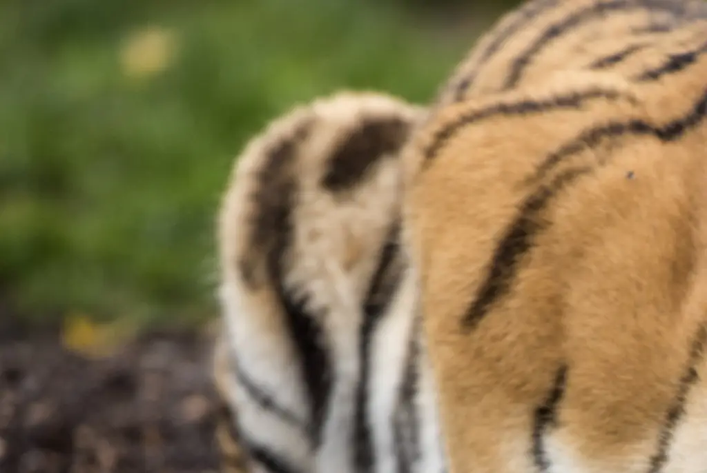 The woman has been charged after a video showed her jumping over a fence and taunting a tiger. Credit: Colin Langford / Getty