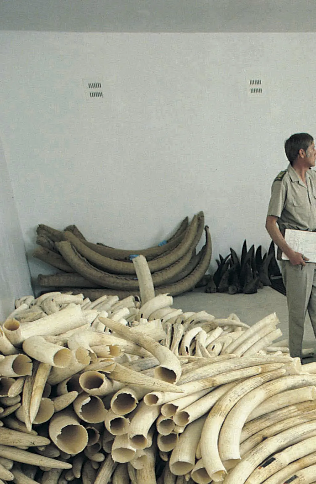 An image showing the illegal haul of ivory trading. Credit: Stockbyte/Getty