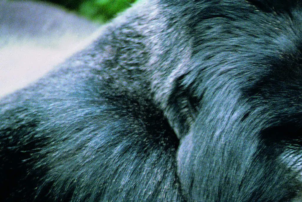 Social media users are divided over who would win in a fight - 100 men or 1 gorilla