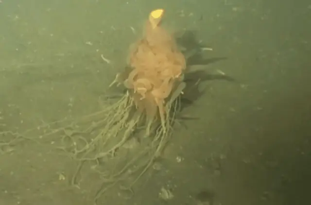 F*cking Strange Creature Discovered, Researchers Dub It ‘The Flying Spaghetti Monster’