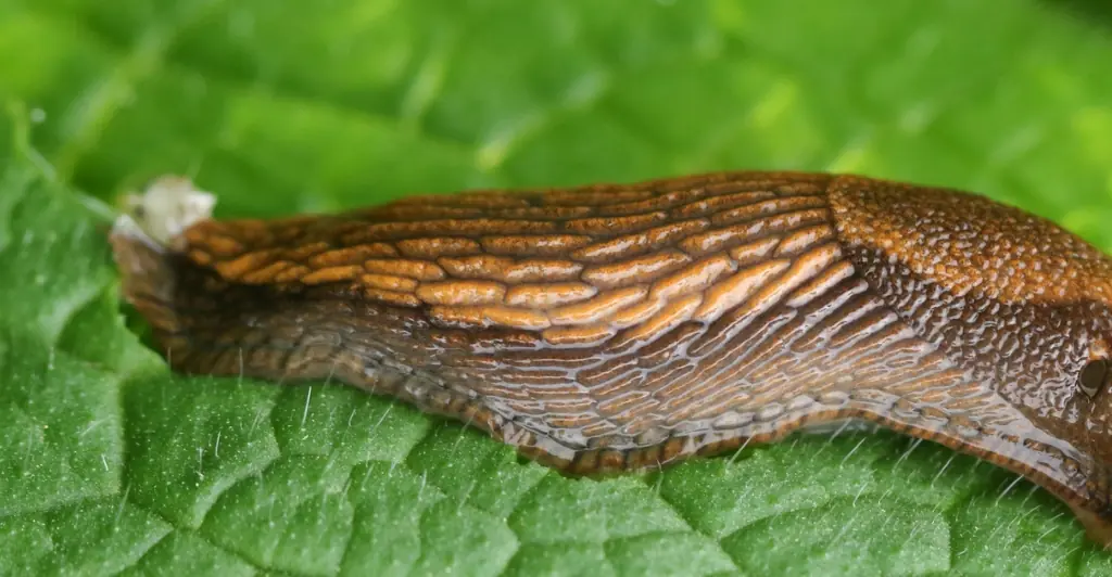 SLUG.jpg