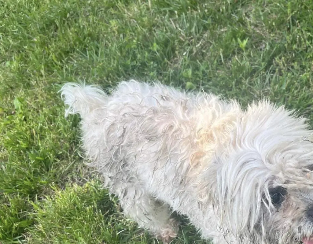 Missouri cop met with huge backlash after gunning down family's missing blind and deaf dog