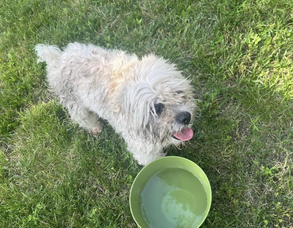Missouri cop met with huge backlash after gunning down family's missing blind and deaf dog