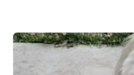 Mayor resigns and federal lawsuit is filed after Missouri cop guns down man's lost blind and deaf dog