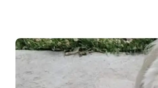 Mayor resigns and federal lawsuit is filed after Missouri cop guns down man's lost blind and deaf dog