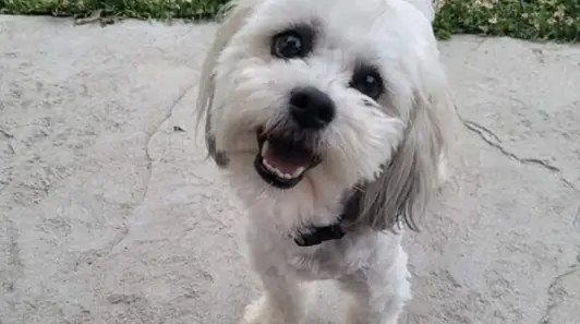 Mayor resigns and federal lawsuit is filed after Missouri cop guns down man's lost blind and deaf dog