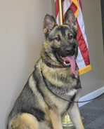 Beloved police dog dies in hot car after cop left it inside overnight