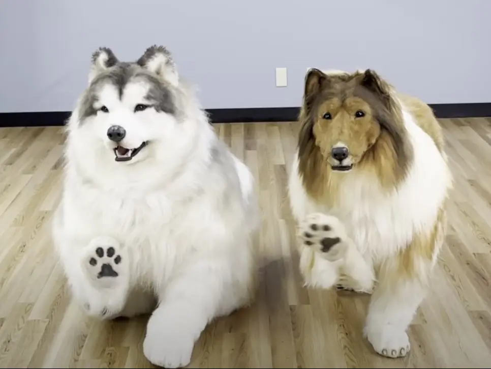 Man who spent $15,000 to become a dog delights fans by revealing he has a friend to play with