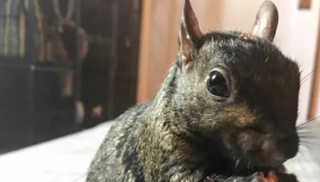 Beloved social media star Peanut the squirrel is euthanized after being seized by authorities in New York