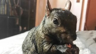 Beloved social media star Peanut the squirrel is euthanized after being seized by authorities in New York