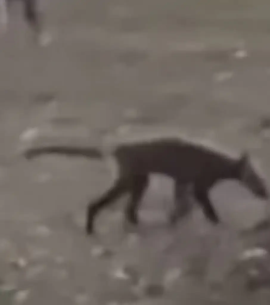 The mysterious creature has left people stumped. Credit: WSAZ 3/YouTube