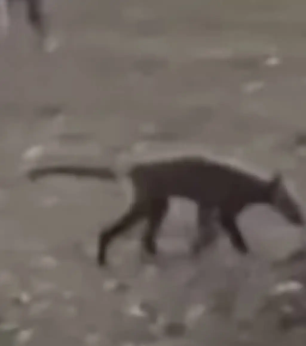 The mysterious creature has left people stumped. Credit: WSAZ 3/YouTube
