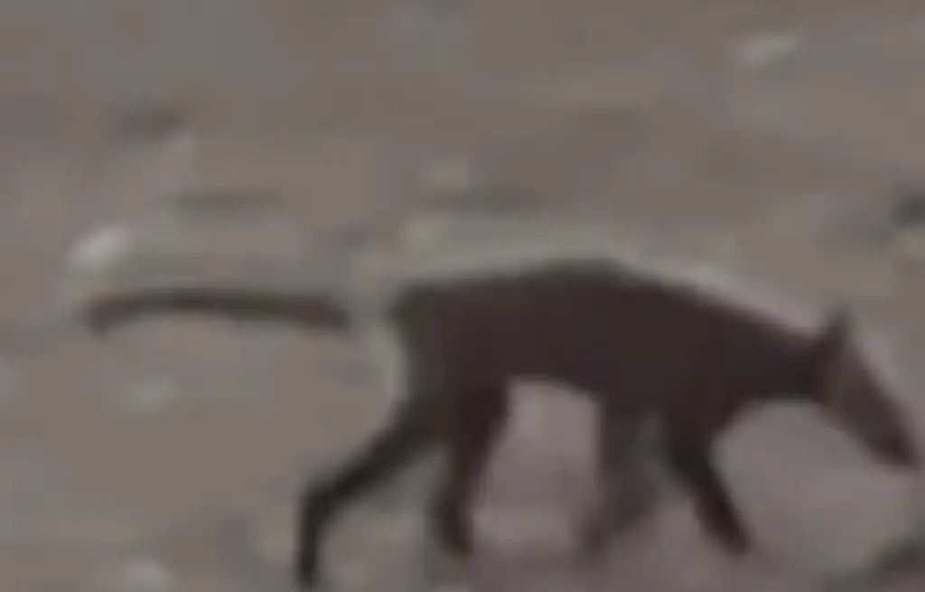 Bizarre creature spotted in West Virginia park leaves experts baffled