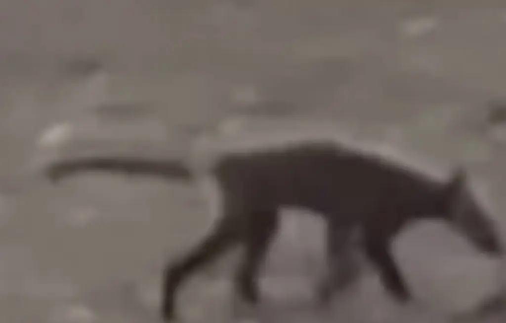Bizarre creature spotted in West Virginia park leaves experts baffled