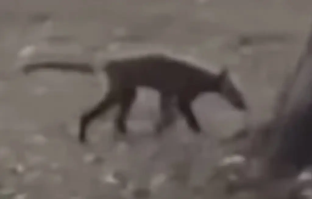 Bizarre creature spotted in West Virginia park leaves experts baffled