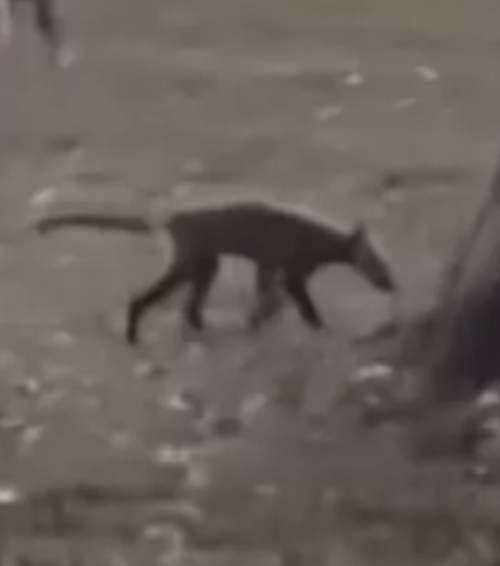 Bizarre creature spotted in West Virginia park leaves experts baffled