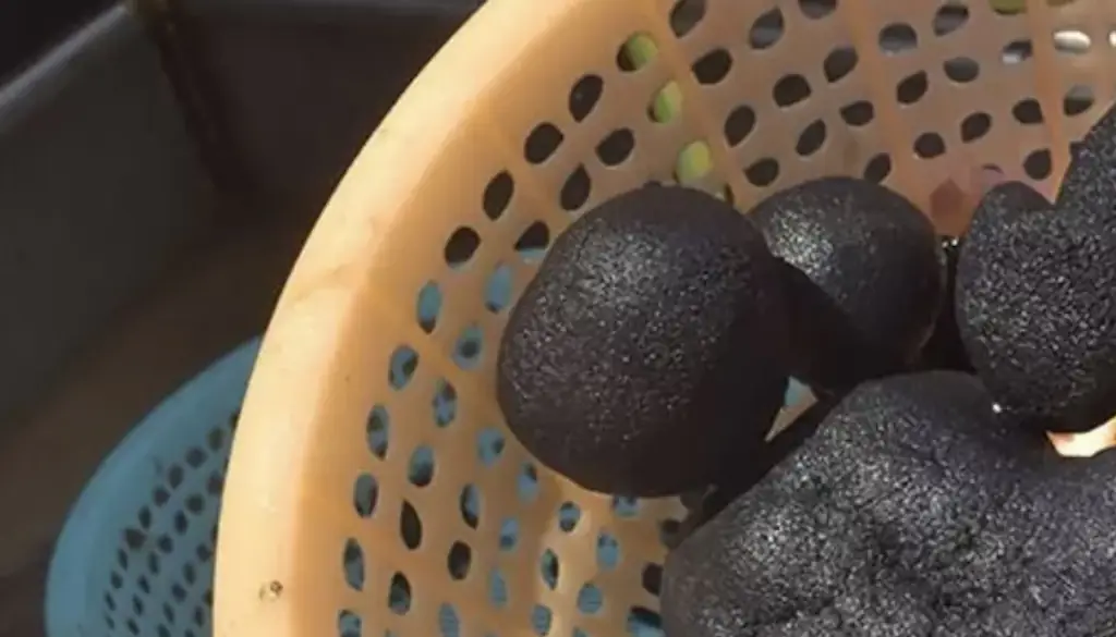 Researchers found Manganese nodules that were on the sea bed. Credit: The Nippon Foundation
