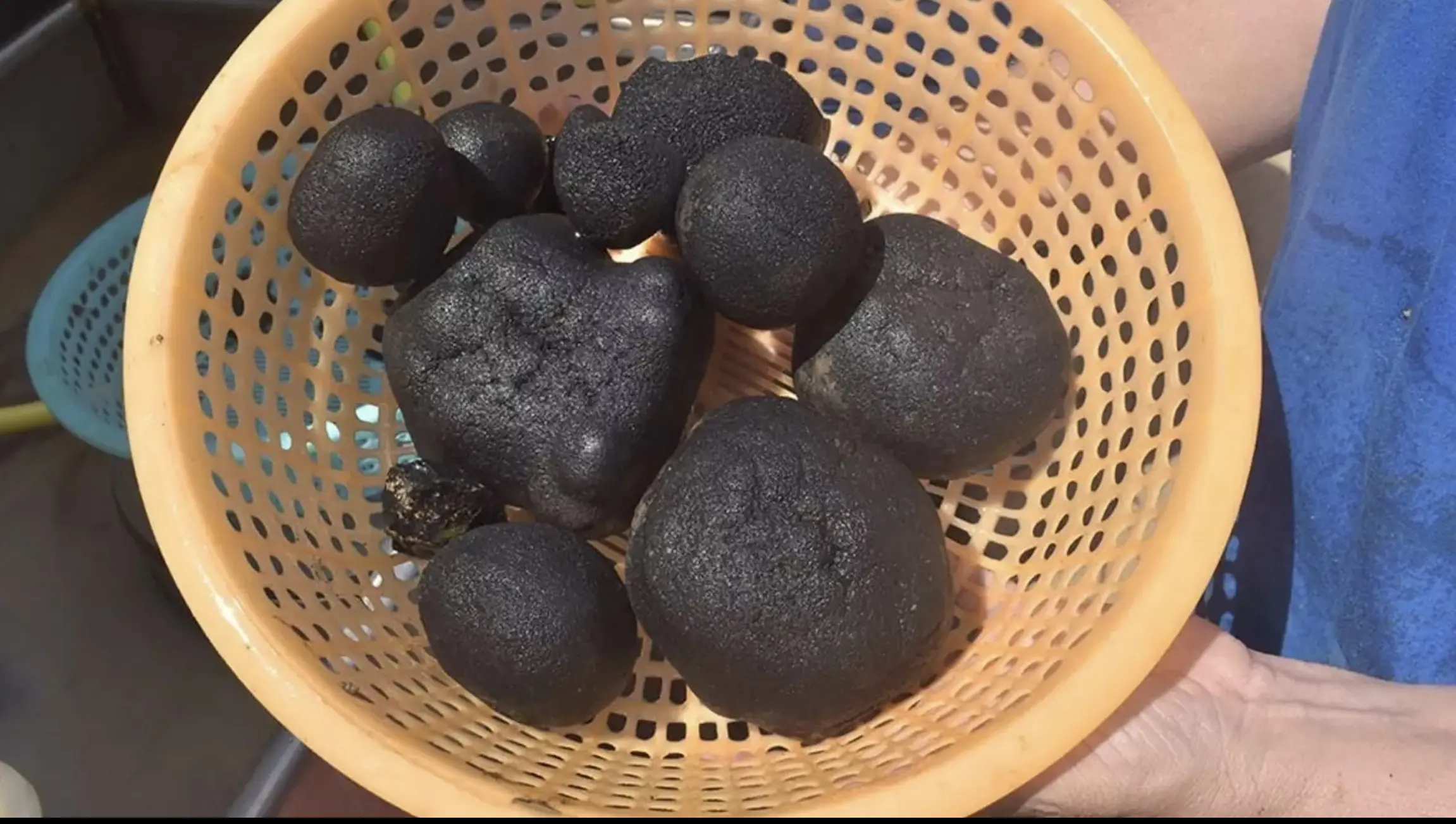 Manganese nodules found on the sea bed. Credit: The Nippon Foundation