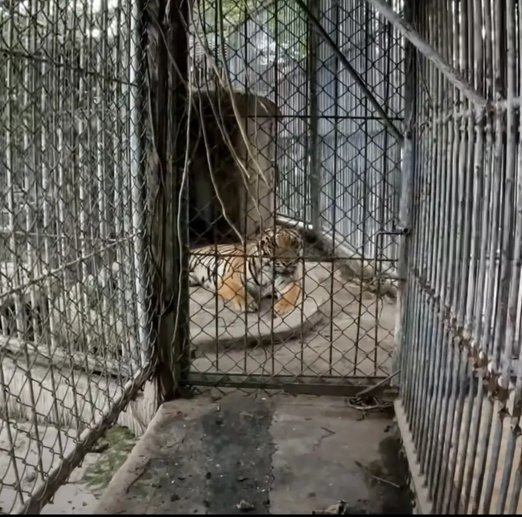 King also recorded a tiger still at the facility. Credit: YouTube/@imgoingin8731