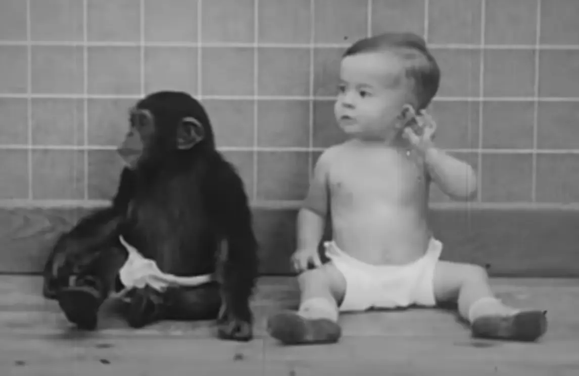 The baby and the chimp were raised together. Credit: AV Geeks / YouTube
