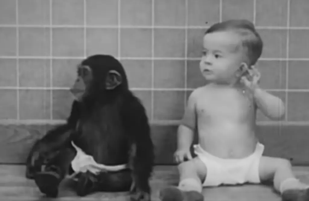 Tragic story of 10-month-old baby who was forced to grow up side-by-side with a chimpanzee