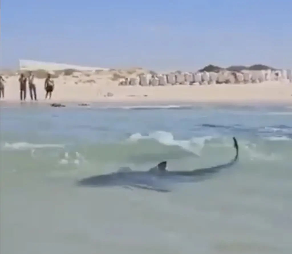 Harrowing footage shows shark swim around children before man is killed