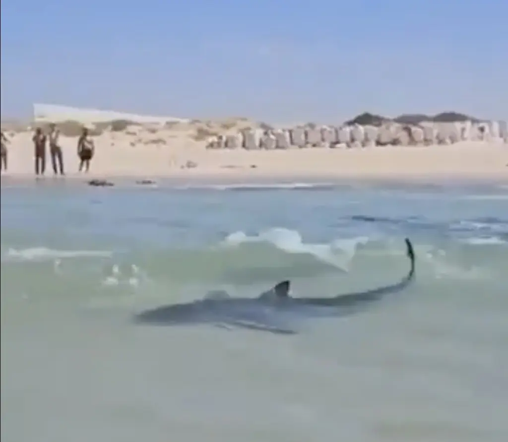 Harrowing footage shows shark swim around children before man is killed