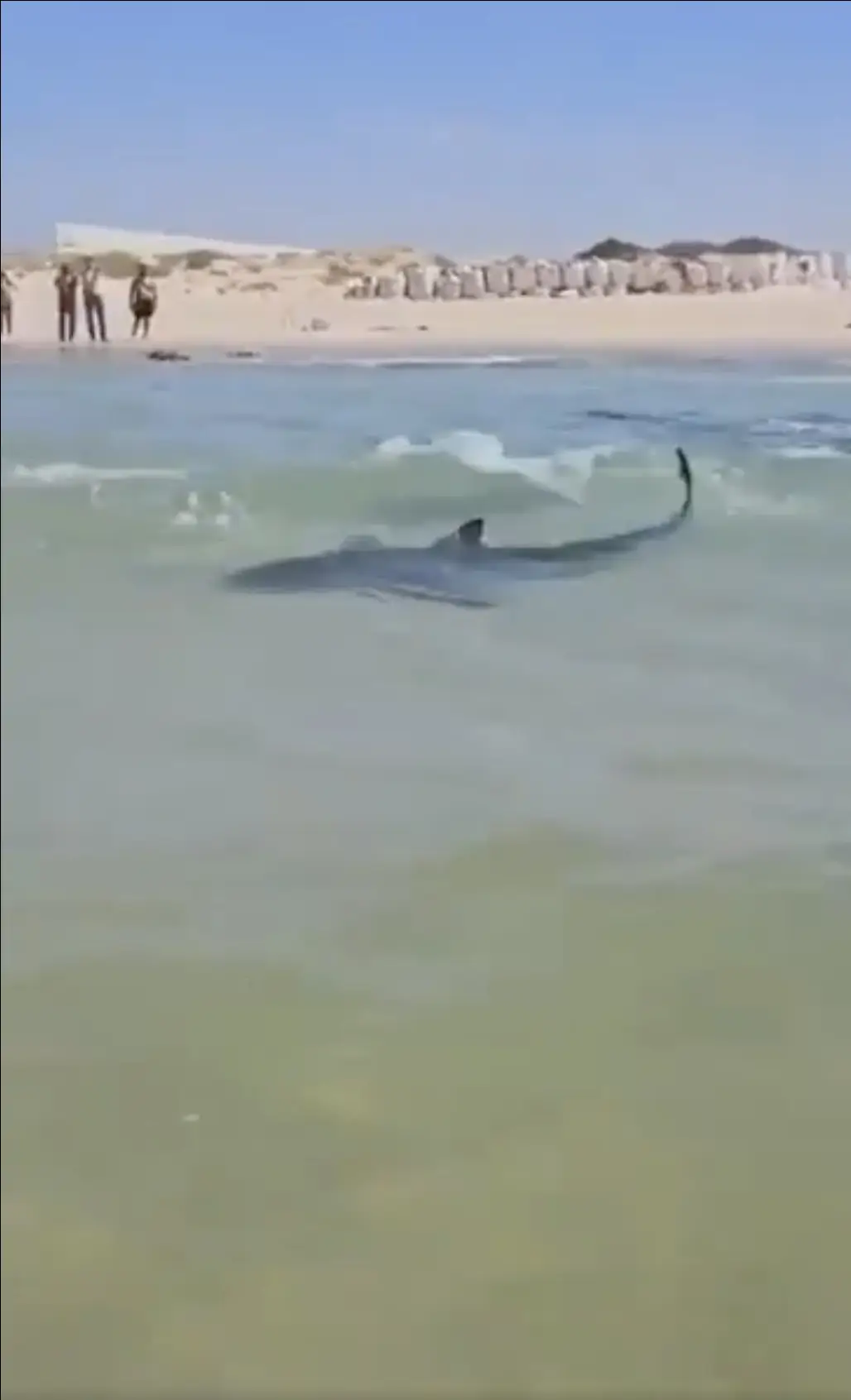 Harrowing footage shows shark swim around children before man is killed