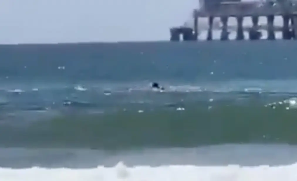 Swimmer's harrowing words caught by beachgoers as remains are found following shark attack