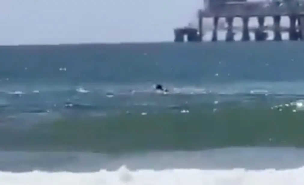 Swimmer's harrowing words caught by beachgoers as remains are found following shark attack