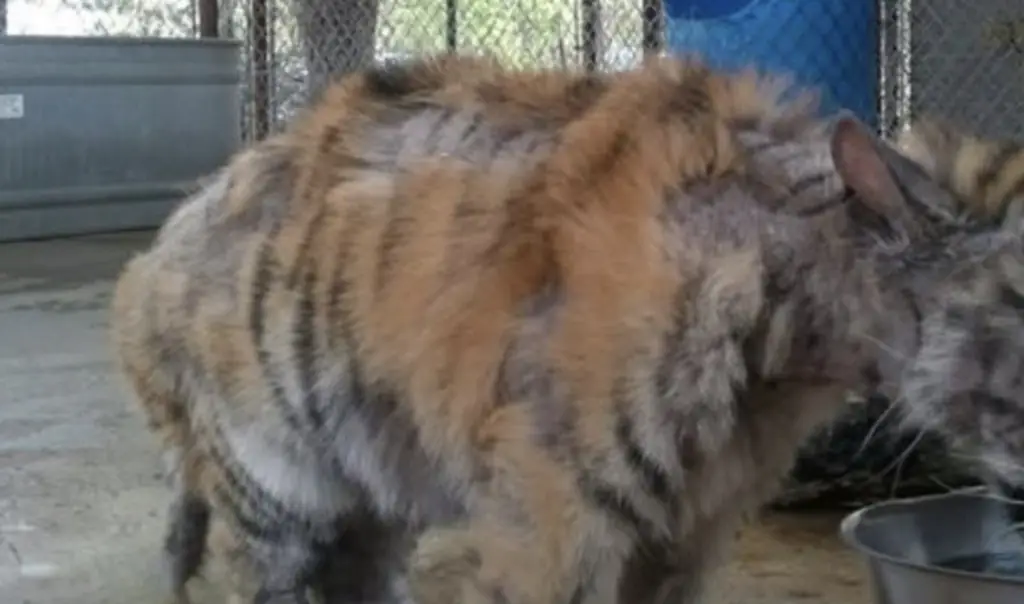 From cage to companionship: The incredible recovery of Aasha the Tiger