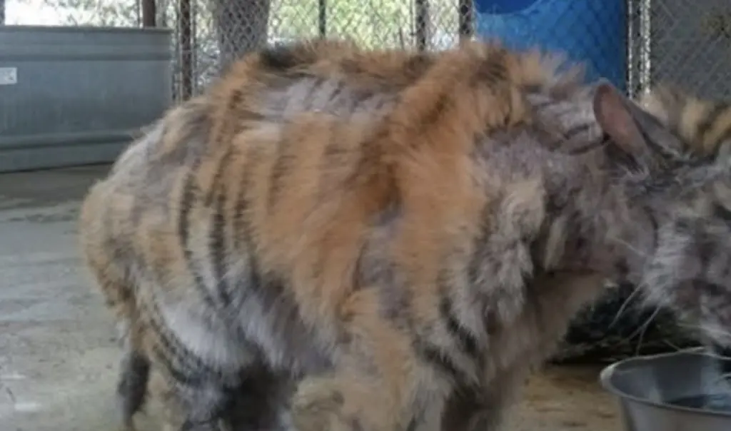 From cage to companionship: The incredible recovery of Aasha the Tiger