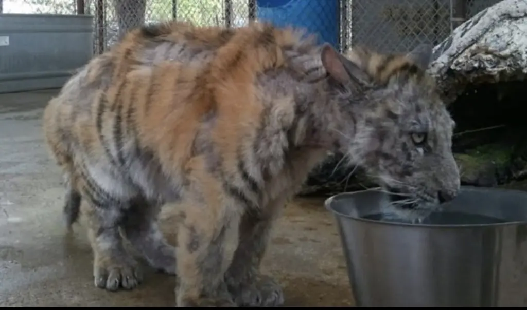 From cage to companionship: The incredible recovery of Aasha the Tiger