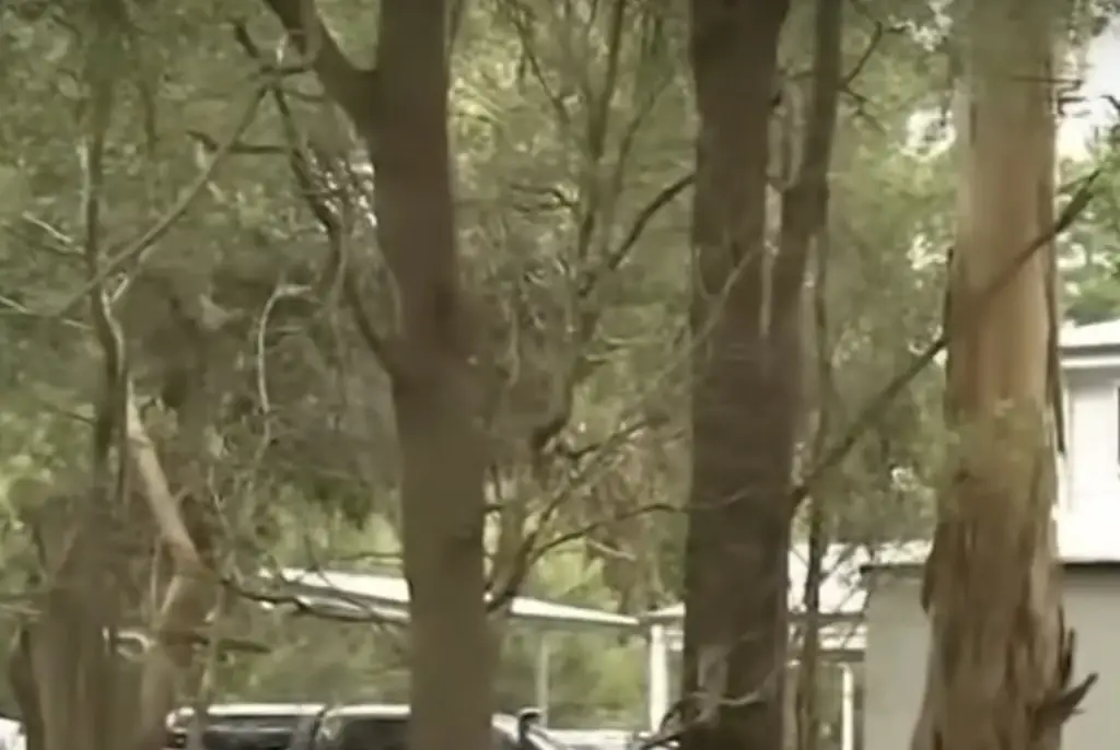 The fatal lunch took place at Patterson’s home in Victoria. Credit: 9News