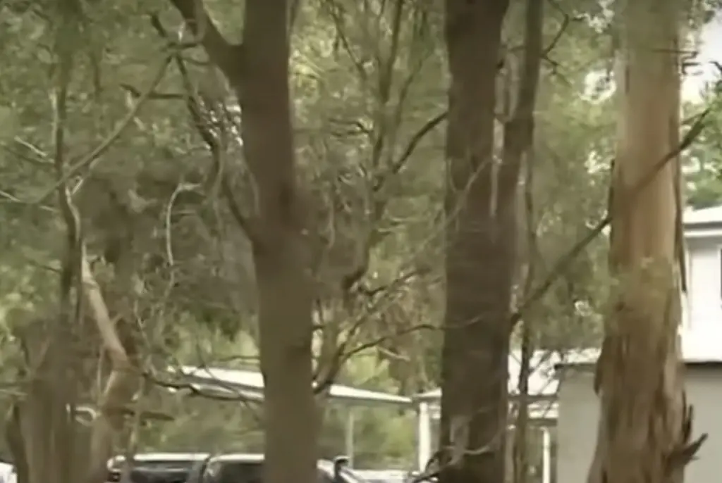 The fatal lunch took place at Patterson’s home in Victoria. Credit: 9News